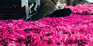 Patenron participe au concours pour gagner de l'argent avec cette photo : cat, black_cat, carpet, magenta, furniture, wood, stretching, green_eye, pet, indoor, cozy, close_up, animal, fur, relaxed, lying_down, home, cute, playful, peek