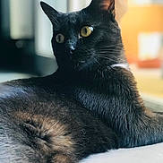Patenron a rejoint le concours — aidez-le/la à gagner de superbes lots ! cat, black_cat, animal, pet, fur, indoor, relaxed, yellow_eyes, whiskers, close_up, lying_down, alert, soft_light, portrait, feline, domestic_animal, cute, resting, window_light, background_blur