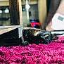 Patenron a rejoint le concours — aidez-le/la à gagner de superbes lots ! cat, black_cat, yellow_eyes, wooden_furniture, magenta_rug, shaggy_rug, indoor, pet, animal, lying_down, cozy, blurred_background, close_up, fur, whiskers, relaxed, household, domestic_cat, floor, curious
