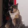 cat, long_hair, fluffy, calico, gray_fur, white_fur, orange_fur, split_face, whiskers, ears, eyes, sitting, portrait, indoor, home, closet, blanket, electrical_outlet, red_object, pet