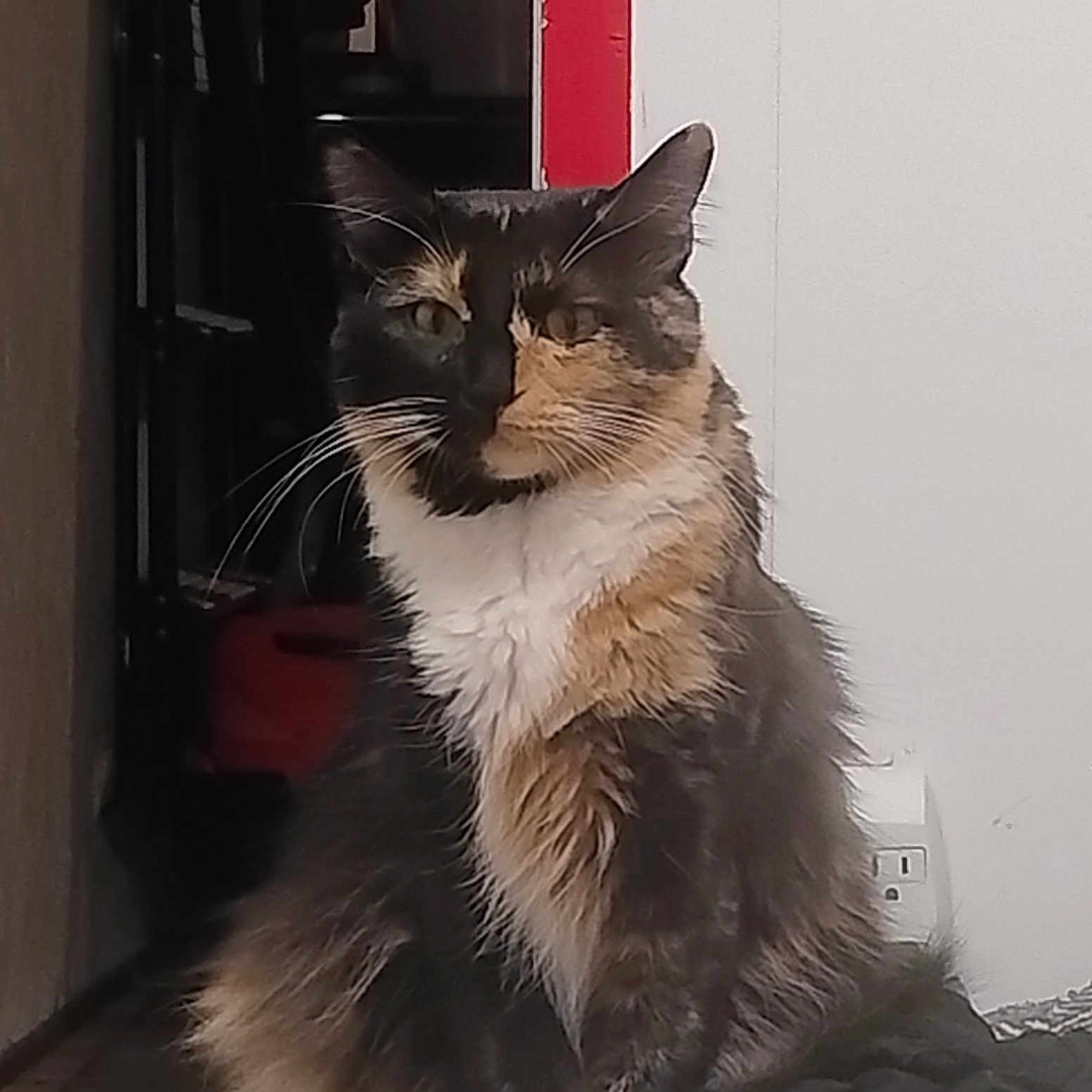 Lily