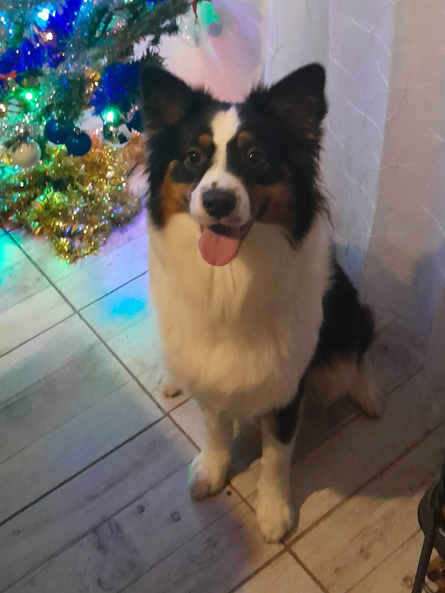 Sia participe au concours pour gagner de l'argent avec cette photo : border_collie, canidae, carnivore, christmas_tree, companion_dog, dog, dog_breed, electric_blue, event, flooring, fur, herding_dog, holiday, ornament, plant, snout, whiskers, wood, working_animal, working_dog