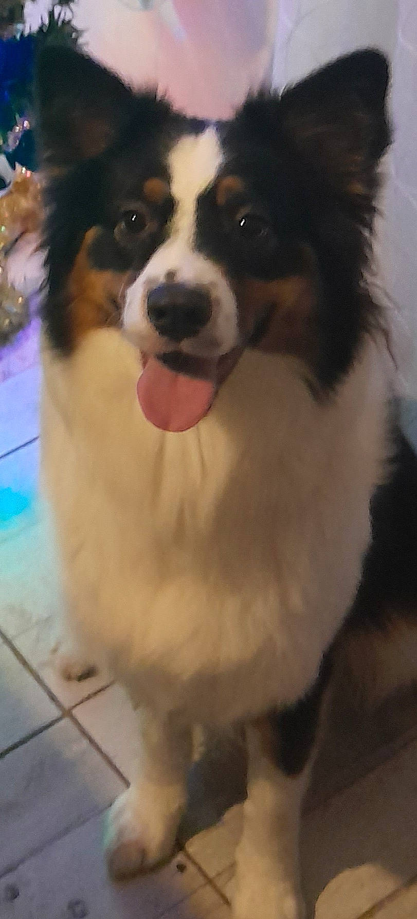 Sia a rejoint le concours — aidez-le/la à gagner de superbes lots ! ancient_dog_breeds, bernese_mountain_dog, canidae, carnivore, companion_dog, dog, dog_breed, fur, giant_dog_breed, herding_dog, snout, sporting_group, terrestrial_animal, tile_flooring, whiskers, working_animal, working_dog