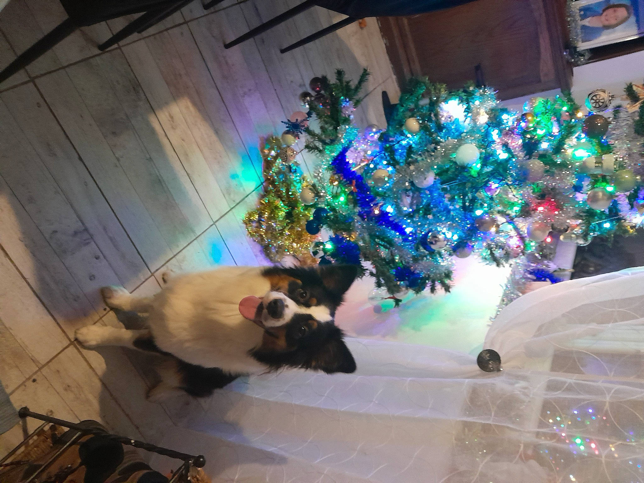 Sia a rejoint le concours — aidez-le/la à gagner de superbes lots ! carnivore, christmas, christmas_decoration, christmas_eve, christmas_lights, christmas_ornament, christmas_tree, conifer, decoration, electric_blue, event, felidae, fun, holiday, holiday_ornament, ornament, plant, tree, winter, wood