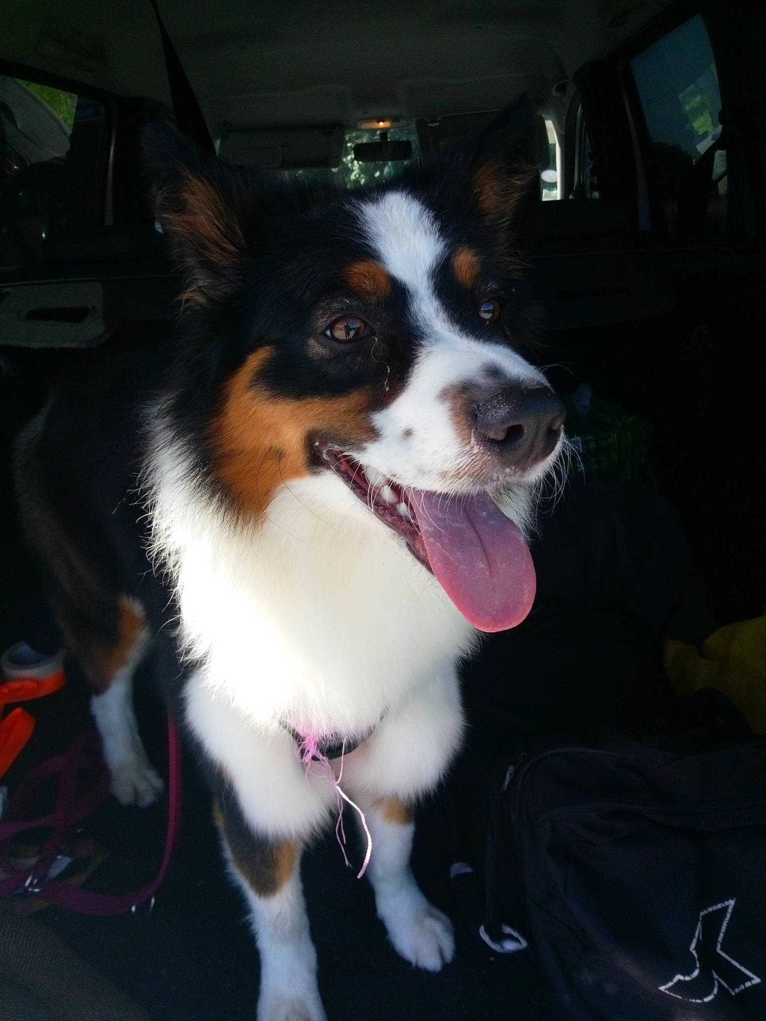 Sia a rejoint le concours — aidez-le/la à gagner de superbes lots ! bernese_mountain_dog, canidae, carnivore, collar, companion_dog, dog, dog_breed, dog_collar, dog_supply, door, fashion_accessory, fur, herding_dog, leash, snout, sporting_group, whiskers, window, working_animal, working_dog