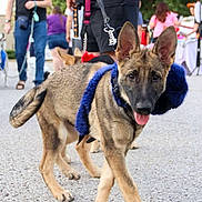 Dodger joined the competition — help win amazing prizes! dog, puppy, belgian_malinois, pointed_ears, blue_harness, leash, tongue_out, standing, walking, outdoor, park, crowd, people, handler, pet, canine, fur, portrait, daylight, street