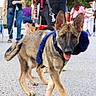 dog, puppy, belgian_malinois, pointed_ears, blue_harness, leash, tongue_out, standing, walking, outdoor, park, crowd, people, handler, pet, canine, fur, portrait, daylight, street