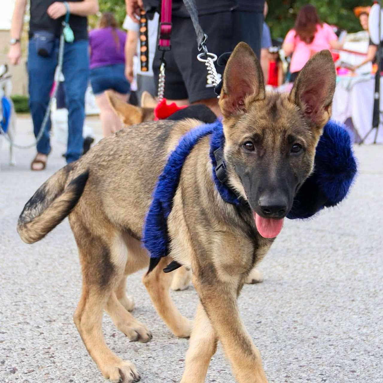 Dodger joined the competition — help win amazing prizes! dog, puppy, belgian_malinois, pointed_ears, blue_harness, leash, tongue_out, standing, walking, outdoor, park, crowd, people, handler, pet, canine, fur, portrait, daylight, street