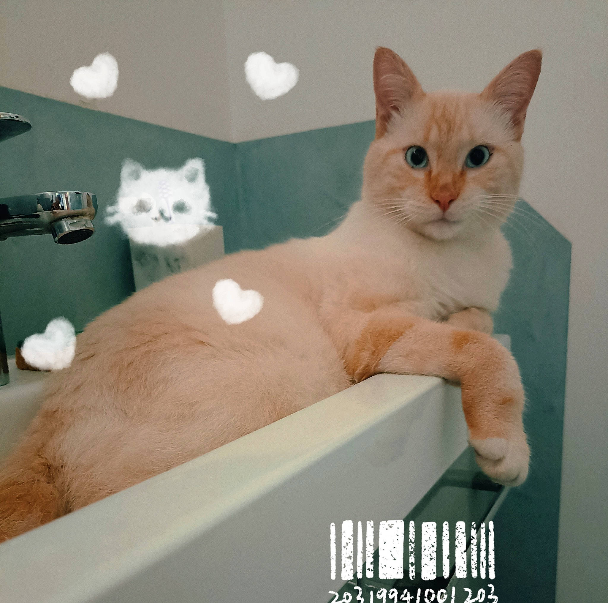 Thalès a rejoint le concours — aidez-le/la à gagner de superbes lots ! box, carnivore, cat, comfort, domestic_short_haired_cat, felidae, fur, paw, pet_supply, photo_caption, rectangle, room, small_to_medium_sized_cats, tail, whiskers