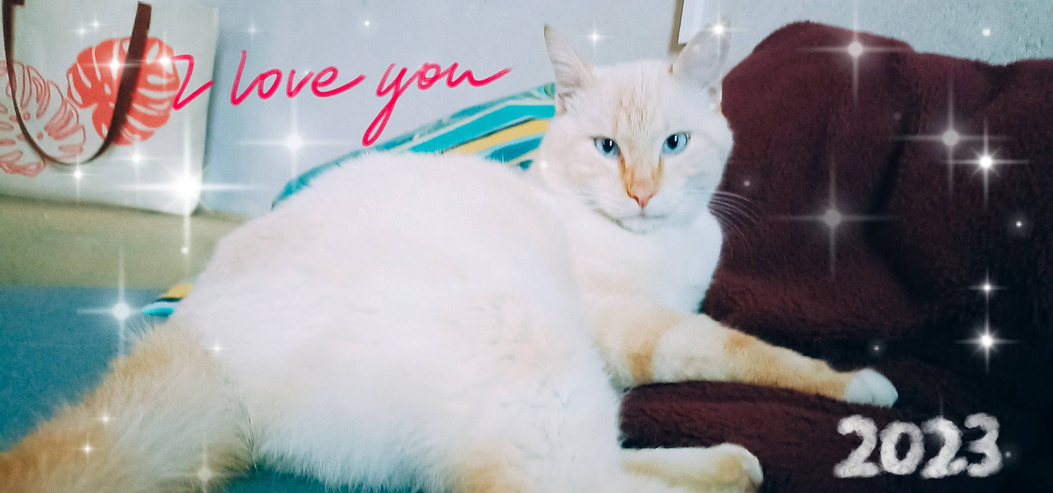 Thalès participe au concours pour gagner de l'argent avec cette photo : carnivore, cat, cat_supply, claw, collar, comfort, domestic_short_haired_cat, fawn, felidae, font, fur, paw, pet_supply, photo_caption, small_to_medium_sized_cats, snout, tail, terrestrial_animal, whiskers, window