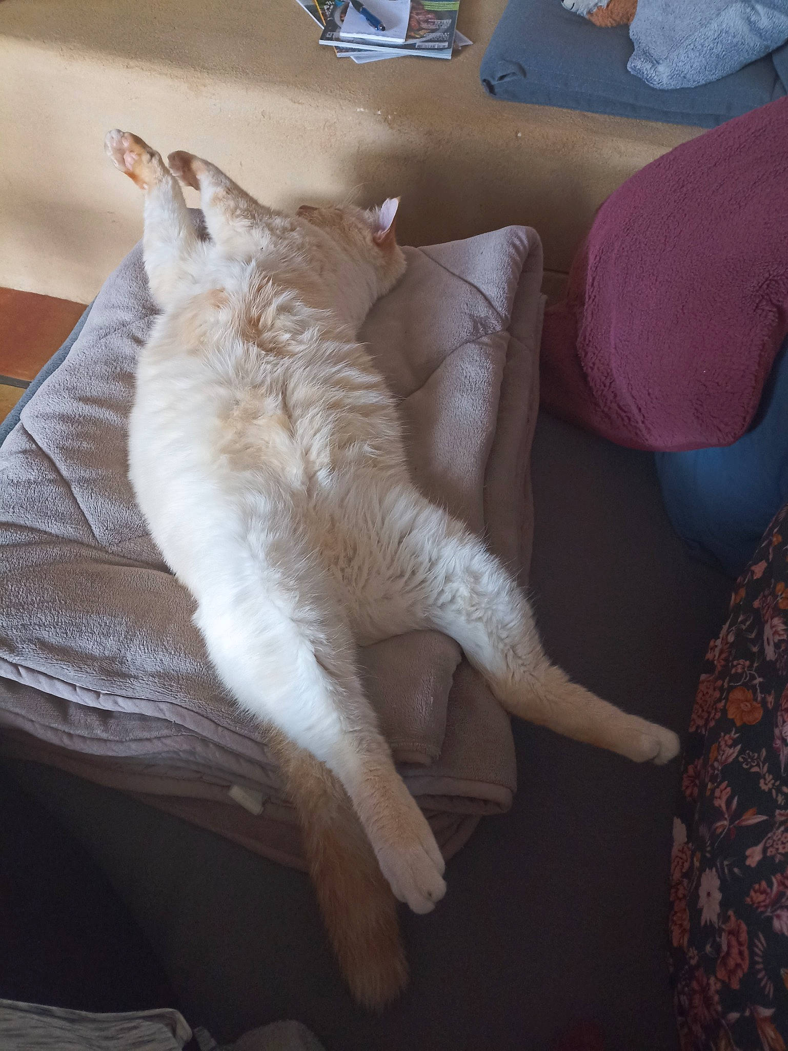 Thalès a rejoint le concours — aidez-le/la à gagner de superbes lots ! bed, carnivore, cat, claw, comfort, couch, domestic_short_haired_cat, fawn, felidae, flooring, fur, human_leg, linens, nap, paw, room, small_to_medium_sized_cats, tail, whiskers, wood