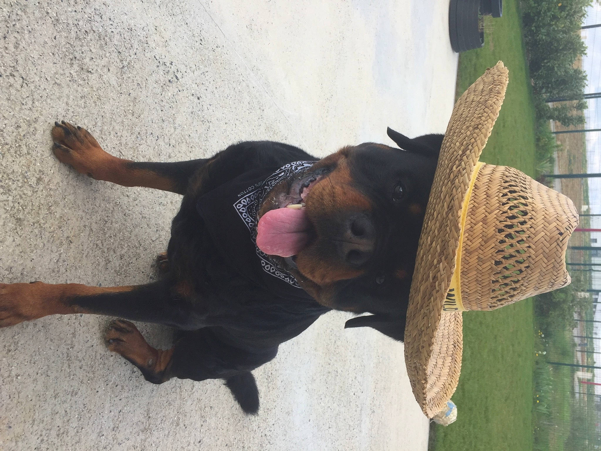 Mango a rejoint le concours — aidez-le/la à gagner de superbes lots ! canidae, carnivore, companion_dog, dog, dog_breed, fashion_accessory, fawn, foot, fun, fur, hat, leisure, shadow, smile, snout, sporting_group, sun_hat, sunglasses, tail, tree