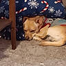 dog, carpet, chair_leg, cushion, blue_cushion, candy_cane_pattern, snowflake_pattern, indoor, resting, small_dog, brown_dog, sleeping, furniture, floor, cozy, pet, animal, lying_down, home, blanket
