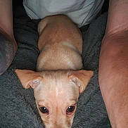 Brody Ingle is registered to the contest to win money with this photo: puppy, dog, pet, animal, cute, brown, lying_down, blanket, arms, human, close_up, soft_texture, indoor, resting, fur, small, nose, ears, eyes, cozy