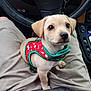 puppy, dog, pet, harness, car_interior, steering_wheel, lap, person, beige_shorts, cute, small_dog, looking_up, indoor, transportation, dashboard, gear_shift, seat, adorable, animal, companionship