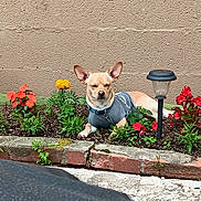 Brody Ingle joined the competition — help win amazing prizes! dog, flower_bed, flowers, garden, brick_wall, outdoor, plant, sunlight, canine, pet, relaxed, gray_shirt, red_flowers, orange_flowers, garden_lights, small_dog, nature, soil, greenery, daylight
