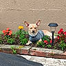dog, flower_bed, flowers, garden, brick_wall, outdoor, plant, sunlight, canine, pet, relaxed, gray_shirt, red_flowers, orange_flowers, garden_lights, small_dog, nature, soil, greenery, daylight