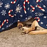 dog, blanket, candy_cane, snowflake, carpet, paws, cozy, indoor, hiding, resting, brown, white, fur, pattern, holiday, festive, comfort, animal, cute, relaxation