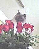 Simon