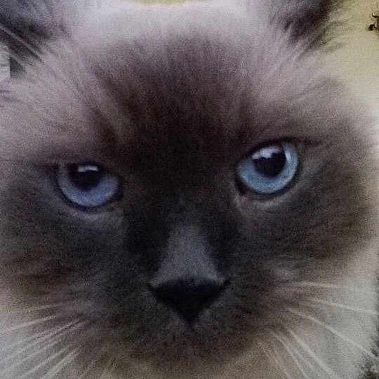 Simonl