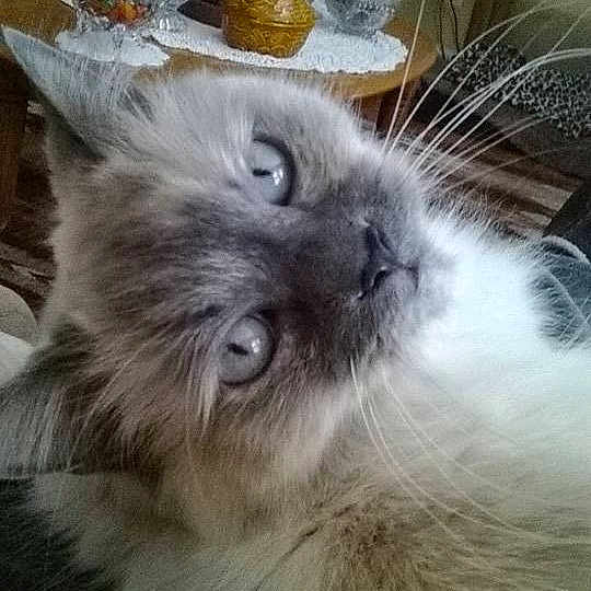 Bailey