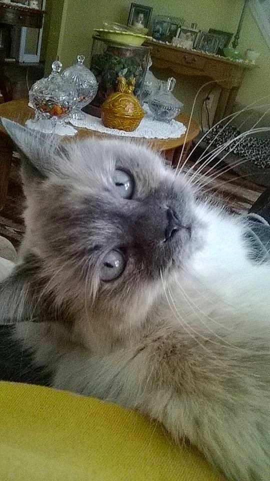 Bailey