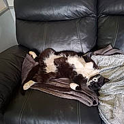 Hopy a rejoint le concours — aidez-le/la à gagner de superbes lots ! cat, black_and_white, pet, feline, sleeping, relaxed, couch, leather, blanket, indoor, furry, paw, resting, cozy, fur, animal, home, comfortable, domestic, nap