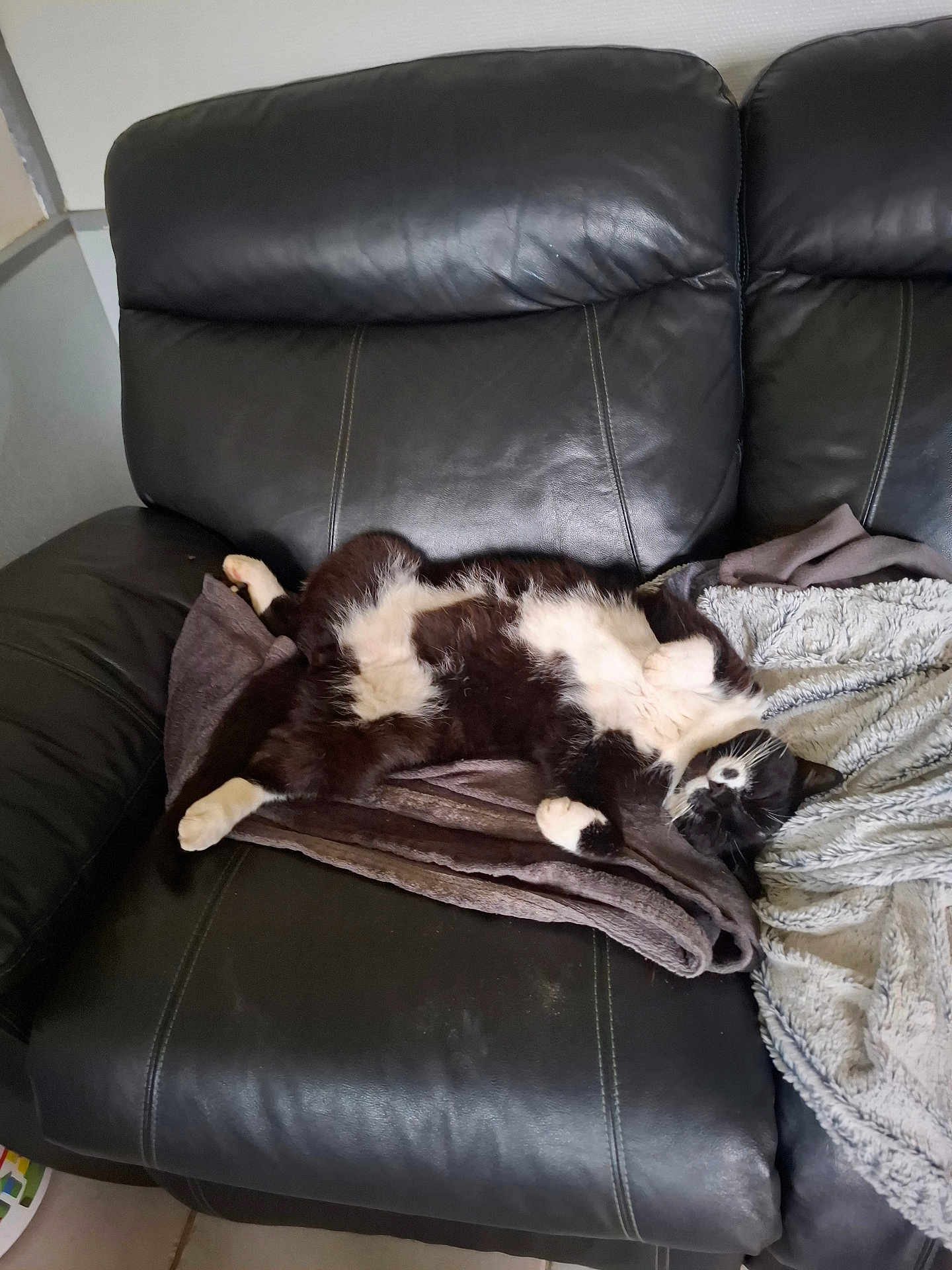 Hopy a rejoint le concours — aidez-le/la à gagner de superbes lots ! cat, black_and_white, pet, feline, sleeping, relaxed, couch, leather, blanket, indoor, furry, paw, resting, cozy, fur, animal, home, comfortable, domestic, nap
