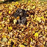 Lilo joined the competition — help win amazing prizes! dog, leaves, autumn, yard, outdoor, nature, tree, rake, paper_bags, grass, fall, pet, animal, brown, yellow, leaf_pile, sunlight, playful, garden, background