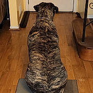 Lilo is registered to the contest to win money with this photo: dog, brindle, pet, indoor, wooden_floor, rug, door, waiting, animal, canine, collar, home, flooring, furniture, yellow_wall, quiet, back_view, domestic, house, obedient