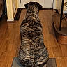 dog, brindle, pet, indoor, wooden_floor, rug, door, waiting, animal, canine, collar, home, flooring, furniture, yellow_wall, quiet, back_view, domestic, house, obedient