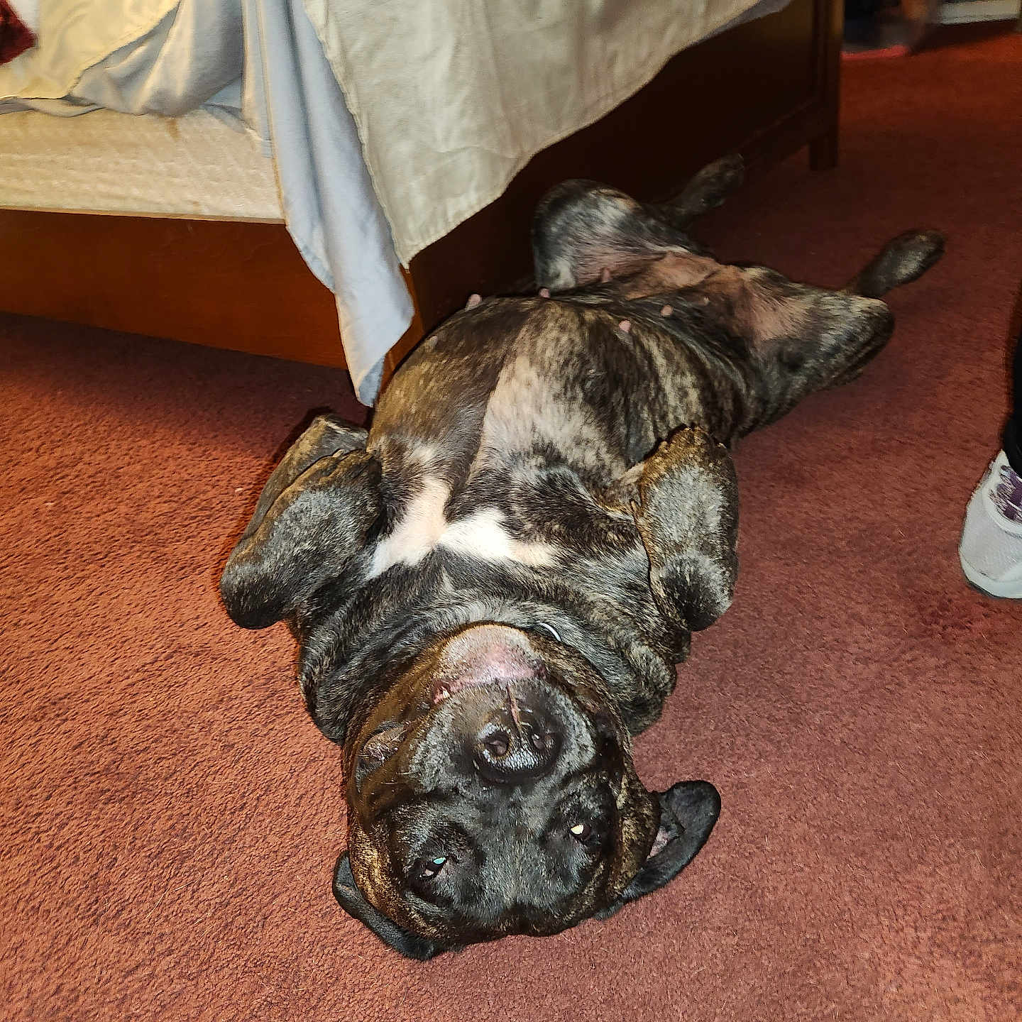 Lilo is registered to the contest to win money with this photo: dog, brindle, carpet, bed, indoor, floor, pet, canine, lying_down, upside_down, relaxed, animal, furniture, room, resting, domestic, sleeping_position, cute, companion, household