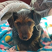 Renzo is registered to the contest to win money with this photo: dog, blanket, fur, pet, cozy, indoors, cute, animal, portrait, brown, black, face, ears, snout, looking, comfort, warm, texture, resting, fleece