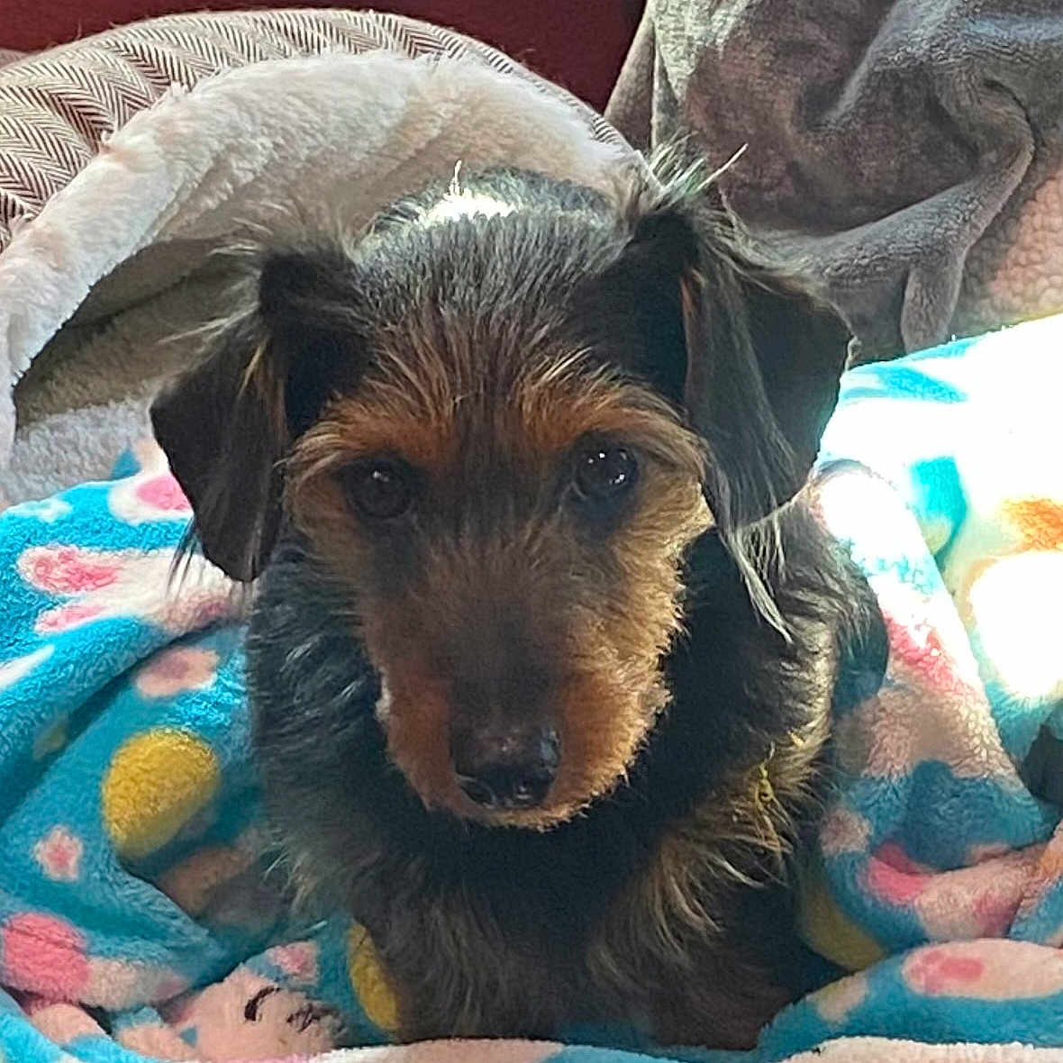 Renzo is registered to the contest to win money with this photo: dog, blanket, fur, pet, cozy, indoors, cute, animal, portrait, brown, black, face, ears, snout, looking, comfort, warm, texture, resting, fleece