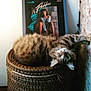 cat, tabby, feline, basket, woven, indoor, poster, flashdance, curious, upside_down, fur, animal, pet, cozy, relaxed, looking, wide_eyes, nostalgic, wall, brick