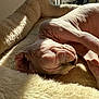 Saphira participe au concours pour gagner de l'argent avec cette photo : animal, bed, closeup, cozy, cute, dog, furless, hairless, indoor, peaceful, pet, relaxing, resting, skin, sleeping, soft, sunlight, texture, warm, wrinkles