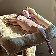 Saphira participe au concours pour gagner de l'argent avec cette photo : animal, cat, cat_bed, cozy, domestic_cat, ears, feline, furless, hairless_cat, indoor, paw, pet, relaxed, resting, sleeping, soft_texture, sphynx_cat, stretching, sunlight, whiskers