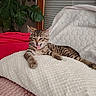 Bridget a rejoint le concours — aidez-le/la à gagner de superbes lots ! cat, kitten, tabby, yawning, tongue, pet, animal, lying_down, blanket, bed, cushion, indoor, home, houseplant, window, cozy, relaxed, striped_fur, cute, portrait