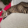 cat, tabby_cat, sleeping, relaxed, pet, animal, striped_fur, whiskers, closed_eyes, lying_down, blanket, white_blanket, pink_blanket, cozy, bedroom, indoors, plant, fluffy, cute, portrait