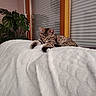 Bridget a rejoint le concours — aidez-le/la à gagner de superbes lots ! kitten, cat, tabby, striped_fur, animal, pet, sleepy, relaxed, lying_down, blanket, white_blanket, bed, indoor, home, houseplant, window, shutters, cozy, portrait, cute