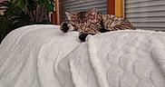 Bridget a rejoint le concours — aidez-le/la à gagner de superbes lots ! cat, kitten, tabby, sleeping, sleepy, pet, animal, furry, whiskers, paws, indoor, bed, blanket, white_blanket, cozy, houseplant, window, shutters, relaxed, portrait