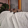 cat, kitten, tabby, sleeping, sleepy, pet, animal, furry, whiskers, paws, indoor, bed, blanket, white_blanket, cozy, houseplant, window, shutters, relaxed, portrait