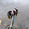 Swen a rejoint le concours — aidez-le/la à gagner de superbes lots ! dog, black_and_white_dog, pond, water, leash, harness, outdoors, nature, wading, swimming, ripples, reflection, shoreline, pebbles, reeds, lake, walk, pet, animal, exploration
