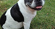 Swen a rejoint le concours — aidez-le/la à gagner de superbes lots ! dog, french_bulldog, black_and_white, sitting, grass, outdoors, garden, pet, animal, portrait, close_up, ears, tongue, smiling, happy, canine, short_coat, front_view, yard, house