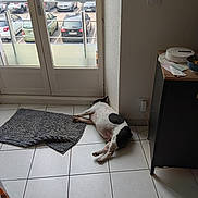 Swen a rejoint le concours — aidez-le/la à gagner de superbes lots ! dog, black_and_white, lying_down, sleeping, indoor, kitchen, tile_floor, door, window, balcony, parking_lot, cars, storefront, mat, cabinet, furniture, home, relaxed, pet, daylight