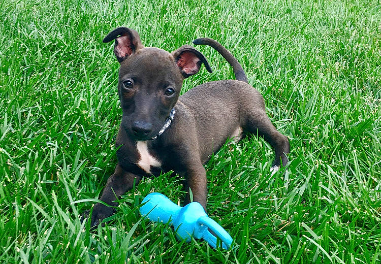 Tank is registered to the contest to win money with this photo: canidae, carnivore, companion_dog, dog, dog_breed, fawn, grass, italian_greyhound, magyar_agar, mammal, plant, puppy, rare_breed_dog, sighthound, snout, vertebrate, whippet