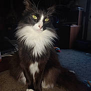 Levi is registered to the contest to win money with this photo: animal, black_and_white, calm, cat, close_up, curious, cushion, domestic, feline, fluffy, furniture, green_eyes, household, indoor, long_hair, pet, portrait, sitting, soft_light, whiskers