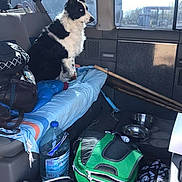 Jampa participe au concours pour gagner de l'argent avec cette photo : dog, black_and_white, blue_eyes, vehicle_interior, backseat, blanket, travel_bags, water_bottle, walking_sticks, pet, adventure, side_view, window, sunlight, seatbelt, metal_bowls, carpeted_floor, storage, companion, resting