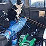dog, black_and_white, blue_eyes, vehicle_interior, backseat, blanket, travel_bags, water_bottle, walking_sticks, pet, adventure, side_view, window, sunlight, seatbelt, metal_bowls, carpeted_floor, storage, companion, resting