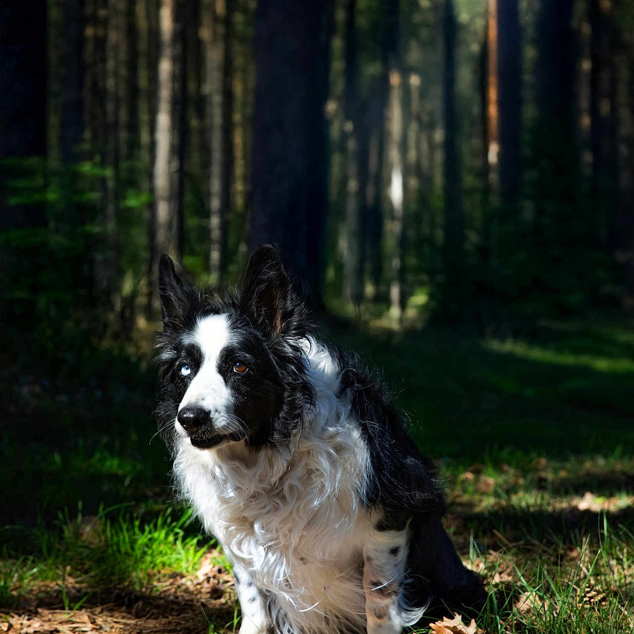 Jampa participe au concours pour gagner de l'argent avec cette photo : animal, black_and_white, border_collie, canine, daylight, dog, forest, fur, grass, heterochromia, leaves, nature, outdoor, pets, quiet, sitting, sunlight, trees, wildlife, woods